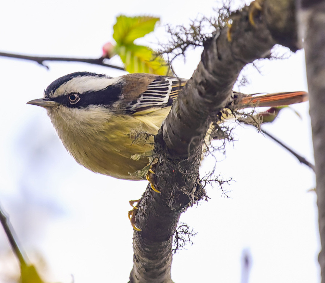 image Red-tailed Minla